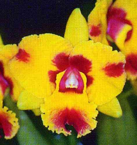 Laeliocattleya Hsinying Fantasy 'LittleTiger'